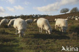 Sheep (Ovis domesticus)