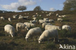 Sheep (Ovis domesticus)