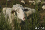 Sheep (Ovis domesticus)