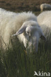 Sheep (Ovis domesticus)