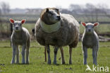 Schaap (Ovis domesticus)