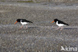 Oystercatcher (Haematopus ostralegus)