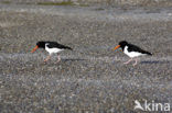 Scholekster (Haematopus ostralegus)