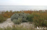 Annual-seablite (Suaeda maritima)