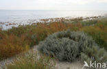 Annual-seablite (Suaeda maritima)