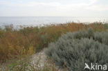 Annual-seablite (Suaeda maritima)