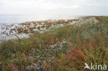 Annual-seablite (Suaeda maritima)