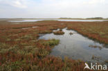 Annual-seablite (Suaeda maritima)