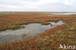 Annual-seablite (Suaeda maritima)