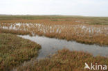 Annual-seablite (Suaeda maritima)