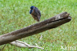 Boat-billed heron