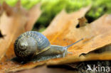 Common Garden Snail (Helix aspersa aspersa)