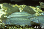 Serpeling (Leuciscus leuciscus) 