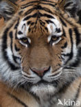 Siberian Tiger (Panthera tigris altaica) 