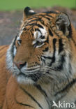 Siberian Tiger (Panthera tigris altaica) 