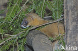 Siberische wezel (Mustela sibirica)