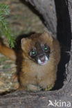 Siberian weasel (Mustela sibirica)