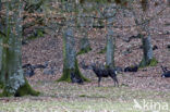 Sika Deer (Cervus nippon)