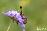 Six-spot Burnet (Zygaena filipendulae)