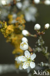 Sleedoorn (Prunus spinosa)