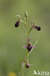 Sniporchis x Spinnenorchis (Ophrys scolopax x aranifera )