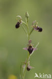 Woodcock orchid x Spider Orchid (Ophrys scolopax x aranifera )