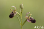 Sniporchis x Spinnenorchis (Ophrys scolopax x aranifera )