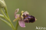 Woodcock orchid x Spider Orchid (Ophrys scolopax x aranifera )