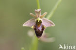 Sniporchis x Spinnenorchis (Ophrys scolopax x aranifera )