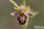 Sniporchis x Spinnenorchis (Ophrys scolopax x aranifera )