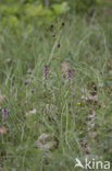 Sniporchis x Spinnenorchis (Ophrys scolopax x aranifera )