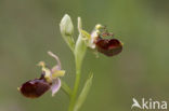 Sniporchis x Spinnenorchis (Ophrys scolopax x aranifera )