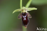 Sniporchis x Vliegenorchis (Ophrys scolopax x insectifera )