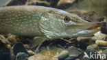 Northern Pike (Esox lucius)