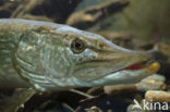 Snoek (Esox lucius)