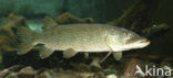 Snoek (Esox lucius)