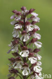 Soldaatje x Purperorchis (Orchis militaris x Orchis purpurea)