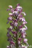 Soldaatje x Purperorchis (Orchis militaris x Orchis purpurea)
