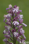 Soldaatje x Purperorchis (Orchis militaris x Orchis purpurea)