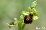 Early Spider Orchid (Ophrys sphegodes)