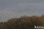 European Starling (Sturnus vulgaris)