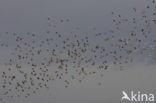 European Starling (Sturnus vulgaris)
