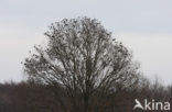 European Starling (Sturnus vulgaris)