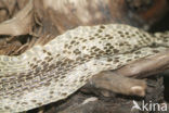 Spuwende cobra (Naja sputatrix)