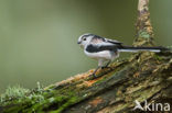 Long-tailed Tit (Aegithalos caudatus)