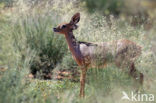 Steinbuck (Raphicerus campestris)