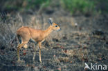 Steenbokantilope (Raphicerus campestris)