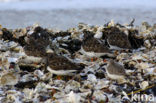 Steenloper (Arenaria interpres)