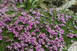 moss campion (Silene acaulis)