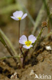 Stijve moerasweegbree (Echinodorus ranunculoides) 